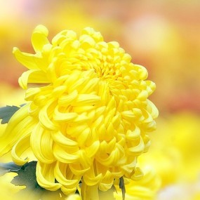 兴庆公园——菊花