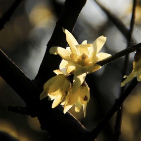 世纪公园腊梅花