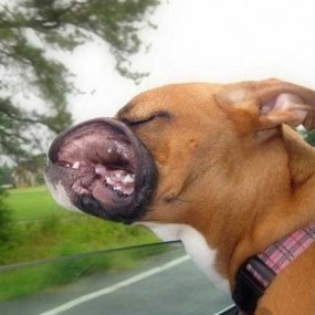 带着狗狗去兜风