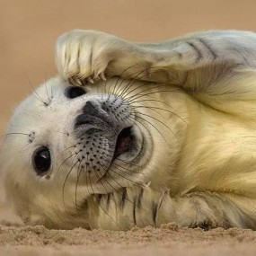 国外野生动物摄影大赛，每张作品都是壁纸！