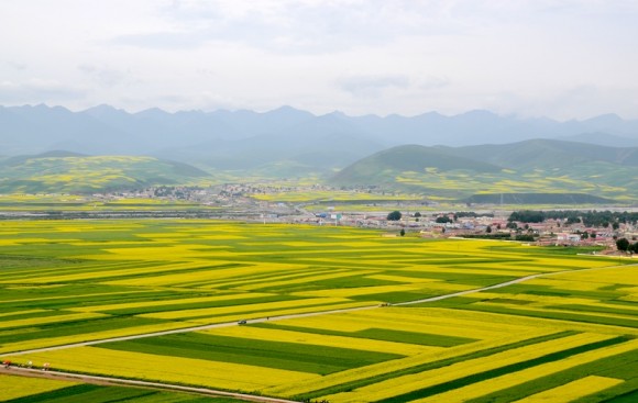 刚从门源看油菜花回来