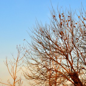 当夕阳洒落树梢