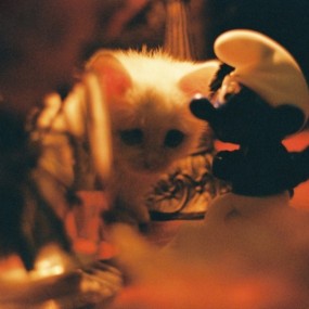 咖啡店的小猫咪