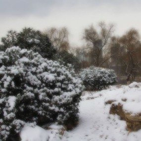 除夕早晨，兴庆公元随拍