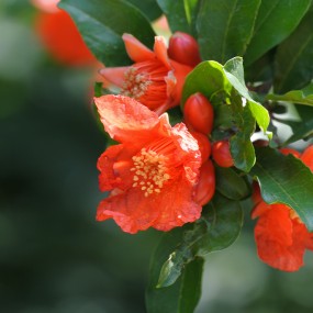 石榴花开红艳艳