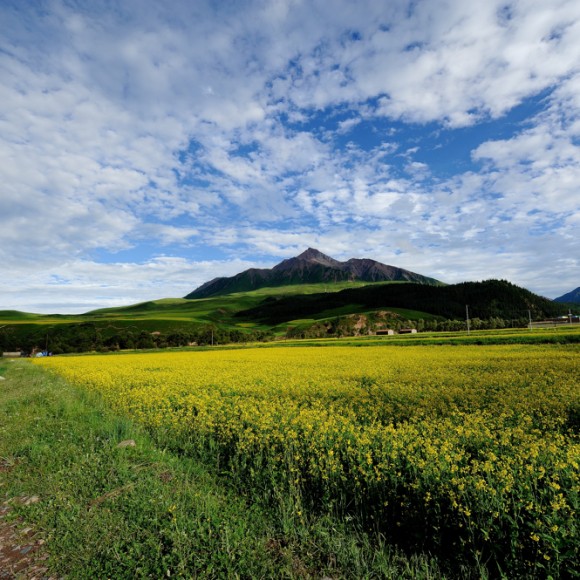 祁连   。牛心  。 山