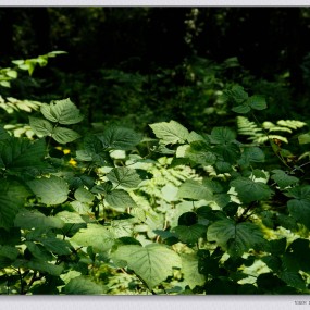 木王国家森林公园