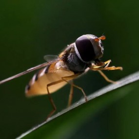 几张微距希望喜欢