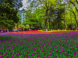 清明时节赏花人