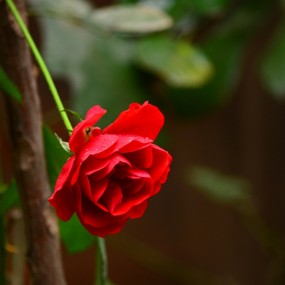 随即拍（月季）