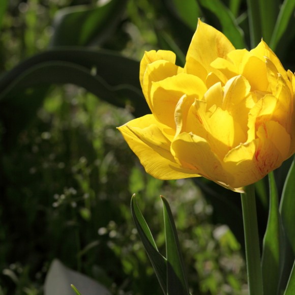 兴庆公园郁金香