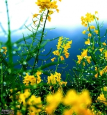 行摄婺源阡陌廊回间