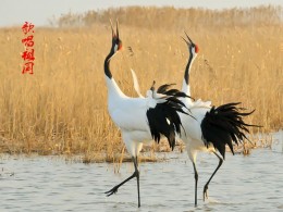 【人文侯鸟专线】盐城丹顶鹤、荣成天鹅、临涣茶馆人文侯鸟专题摄影团