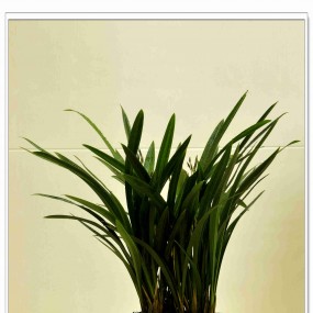 马年花开  鸿运高照