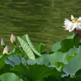 丰庆公园荷花季