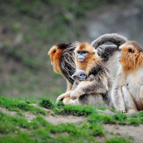 秦岭深处精灵·猴王家族·
