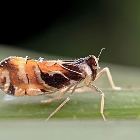 昆虫几张--航海王基德