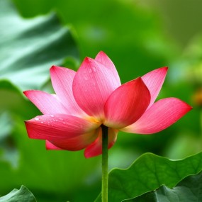 全民拍荷花 第二季 荷花