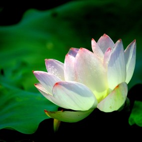 小峪口荷花开啦~~~~