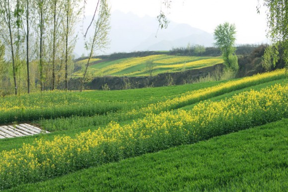 杨庄油菜花
