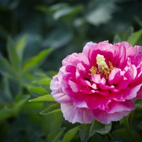 没有微距，只好长焦