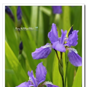 鸢尾花