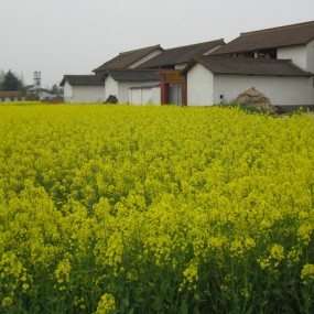 醉驾城固油菜花