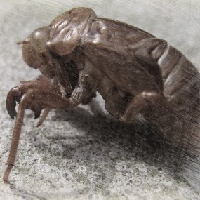 小时候的记忆-------蝉蜕