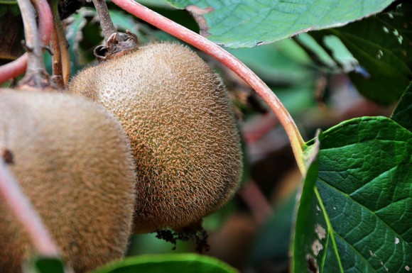 猕猴桃园拍风光