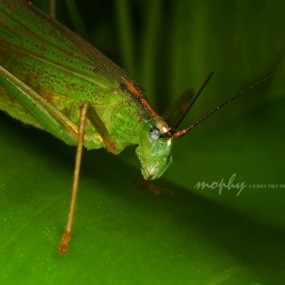 螽斯 _航海王基德