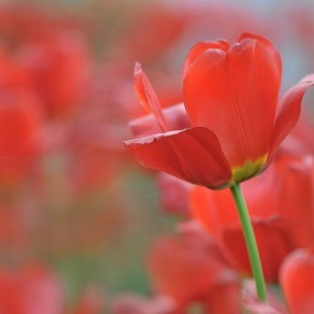 ——公园的郁金香——