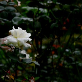 娇艳欲滴  月季花