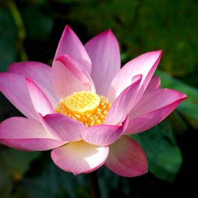 南海觀音寺！--荷花