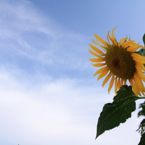 今天终于赶上拍向日葵了