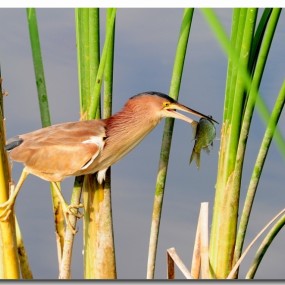 -------吃鱼的黄苇鳽