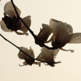 玉兰花开拍玉兰