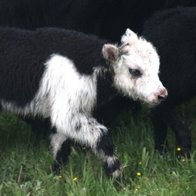 四川若尔盖牦牛、花湖牦牛