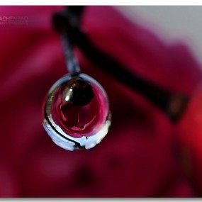 沙尘暴 微距作品一组