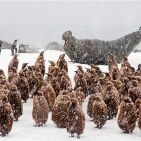 这些画面，你可能一辈子都无法亲眼看见！