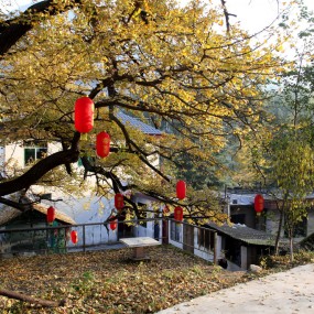 徽县银杏村
