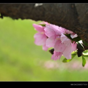 王莽乡桃花盛开