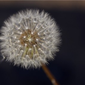 也拍一组蒲公英