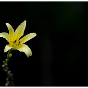 陌上清幽-【航海王基德】