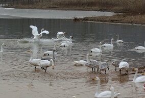 黄河滩的天鹅