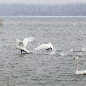 3娴静优雅之鸟神