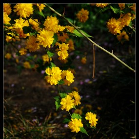 反转片直出一张，未ps