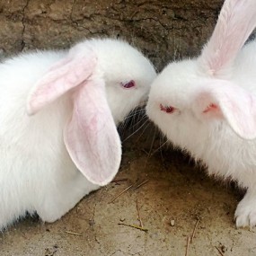 可爱小动物（手机拍摄）