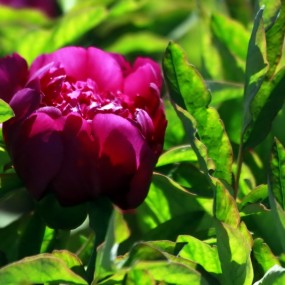 风姿绰约真仙子 香艳倾城放丹华