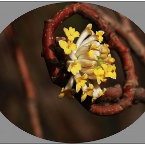 结香——花卉习拍