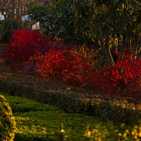 冬季的曲江也疯狂
